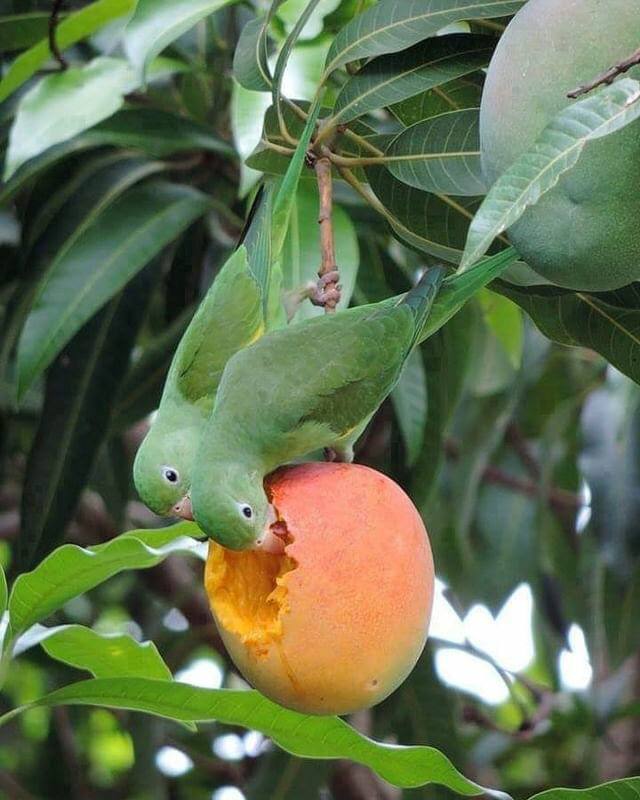  هایده ( ورژن هوش مصنوعی) آشفته حالی